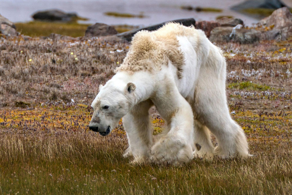 Image result for polar bear national geographic climate change