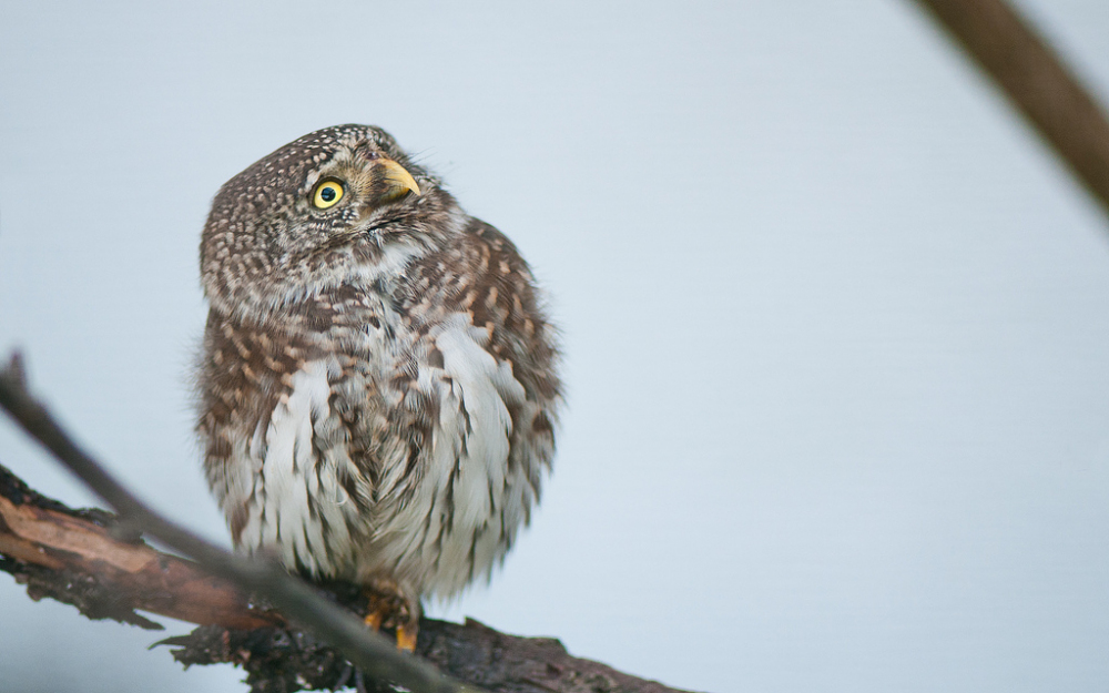 Glaucidium_passerinum_-Ornika_2011,_Bad_