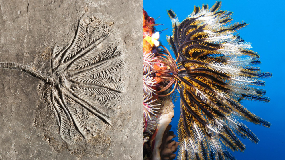Fossil Friday #11 – Crinoids: the Ocean's Feather Dusters! | Kristina  Barclay, Ph.D.