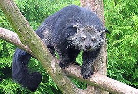 270px-Binturong_in_Overloon.jpg