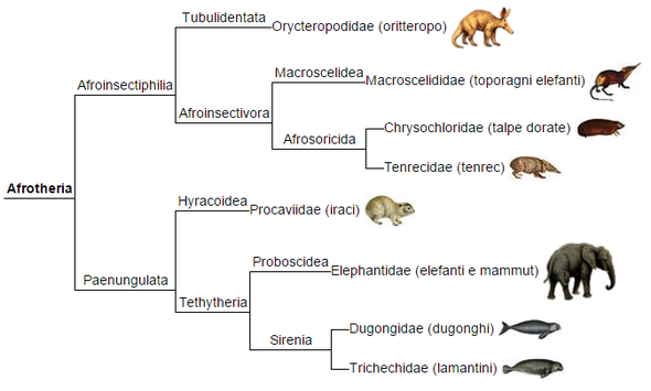 590px-Afrotheria_phylogeny_(ita).png