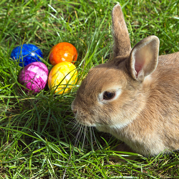 600px-Easterbunny_1.jpg