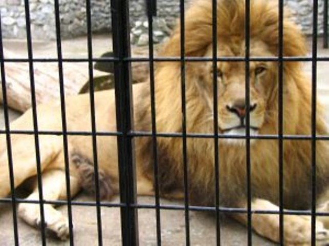 Usa: entra nella gabbia di un leone e viene sbranato