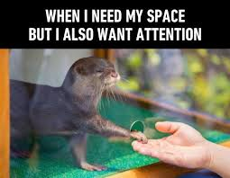 9GAG - I just need some otter space. Ridiculous Otter memes ➡️  https://9gag.com/tag/otter?ref=fbpic | Facebook