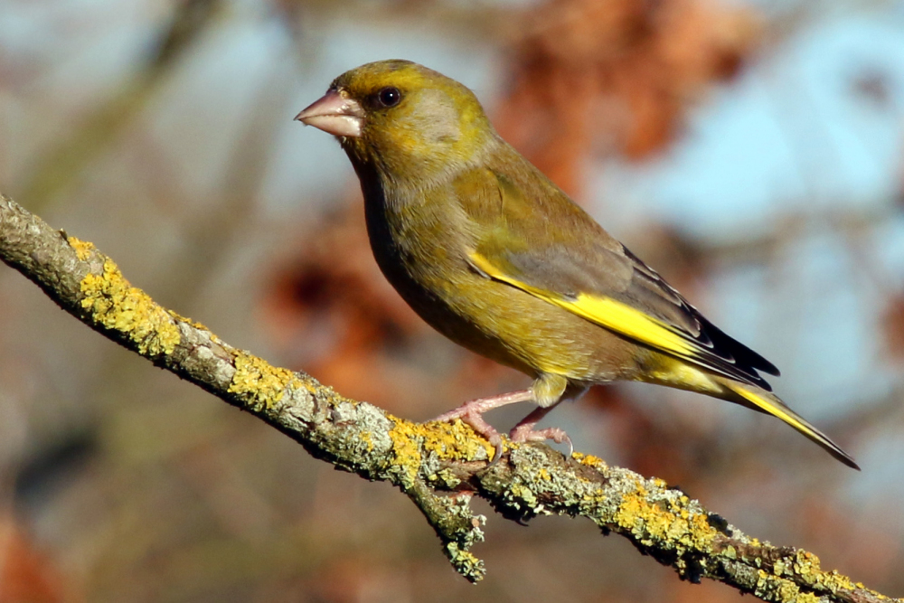 Greenfinch_(carduelis_chloris)_m.jpg