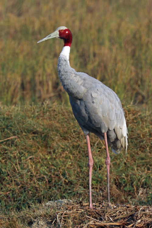 Sarus_crane_(Grus_antigone).jpg