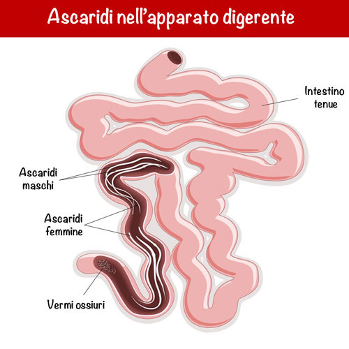 Ascaridi trasmissibile all'uomo