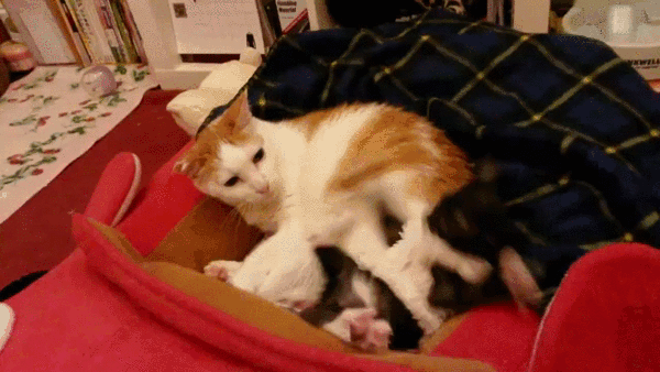 IRTI - funny GIF #8236 - tags: cat kicks kitten out of bed going crazy