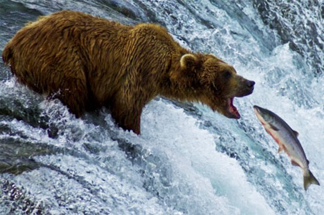 grizzly-bear-eating-salmon.jpg