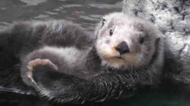 otter-omg-you-looking.gif