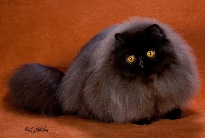 top-championship-winning-black-persian-b