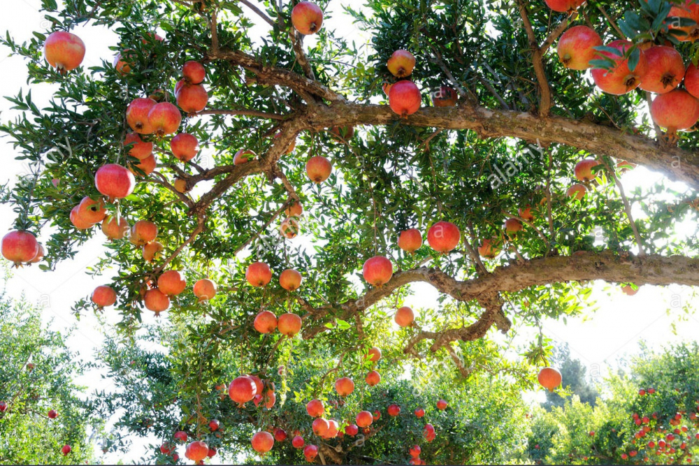 red-fruit-of-a-pomegranate-tree-punica-granatum-BFN400.jpg