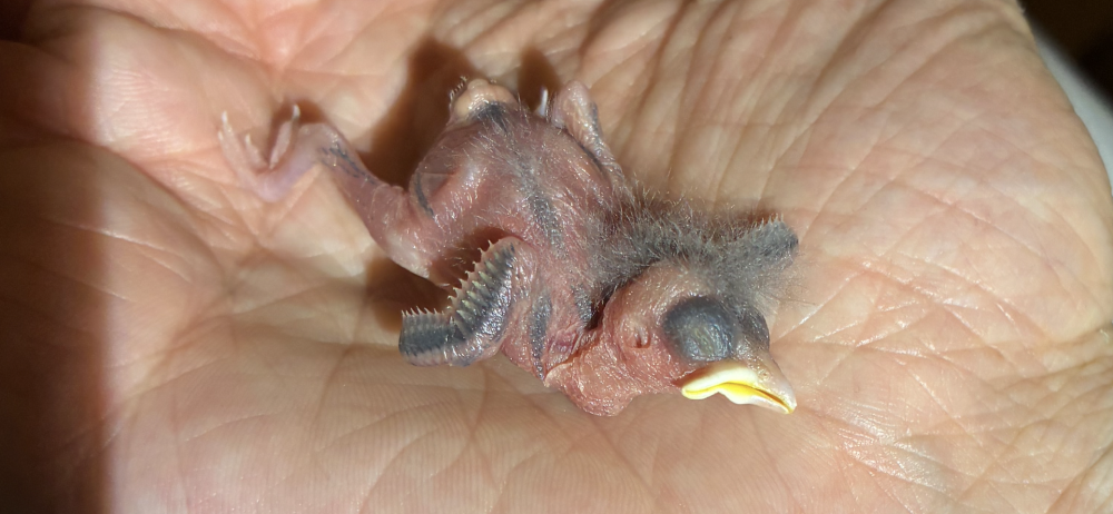 IMG_0772.thumb.png.98b104174bd443c01081896aa8a51c56.png