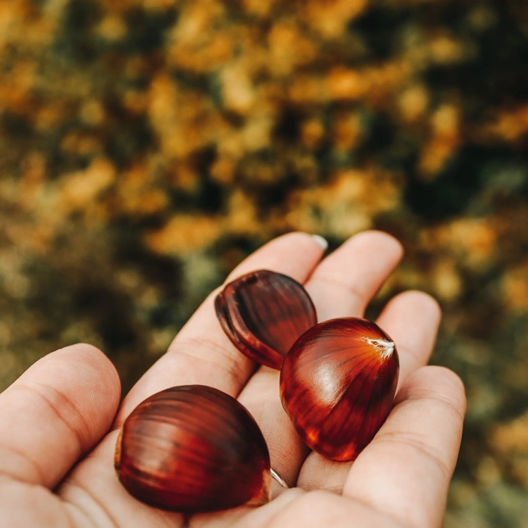 Castagne-scaled.jpg.thumb.webp.f411d089f79afe82baf95f529d50d443.webp