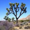 TheJoshuaTree